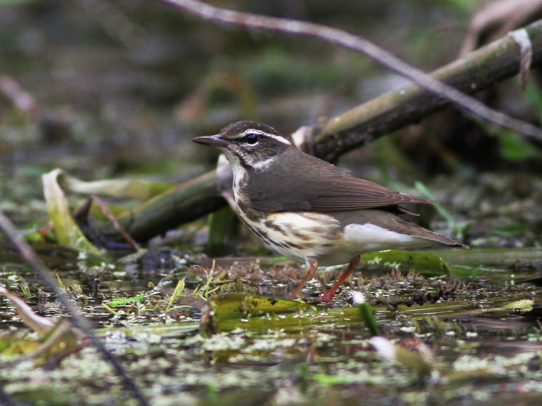 Louisiana Waterthrush eBird