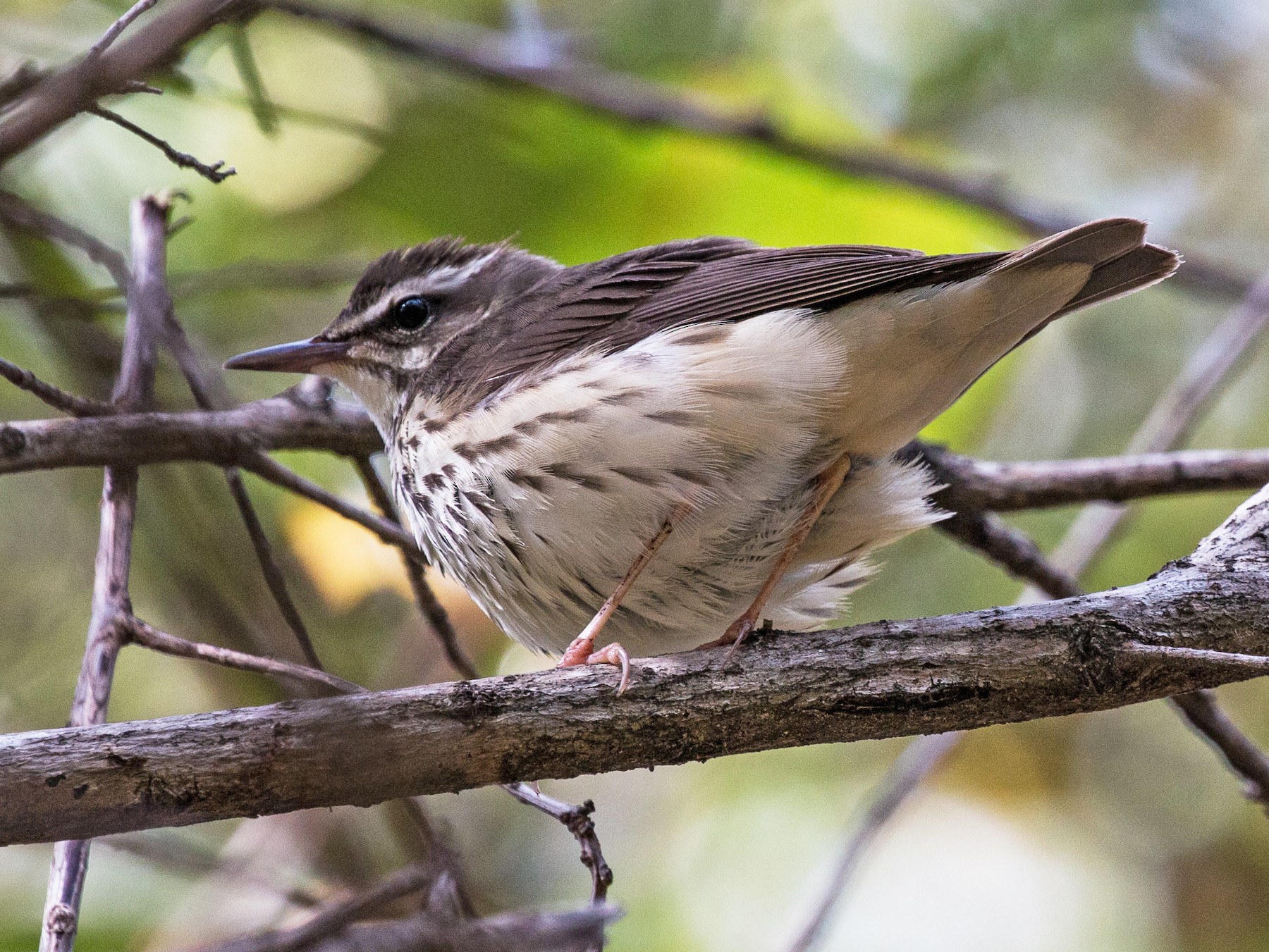 Louisiana Waterthrush EBird