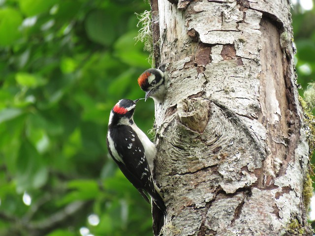 Downy Woodpecker Eggs