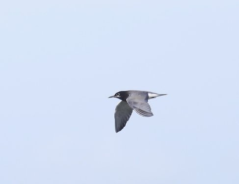 Black Tern - Phillip Odum