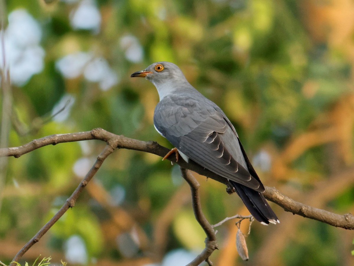 Common Cuckoo - Able Lawrence