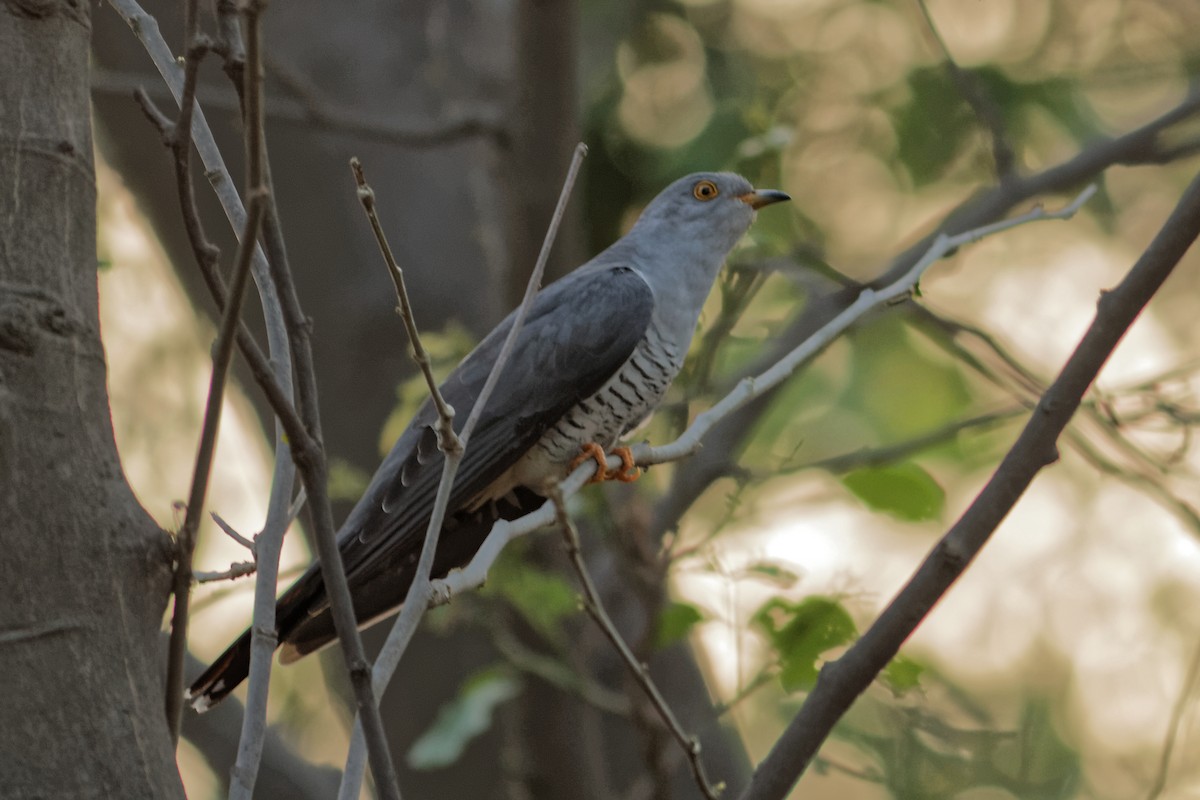 Common Cuckoo - ML63006411