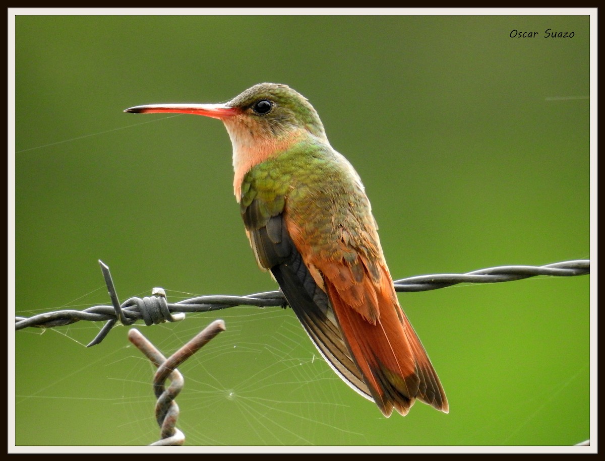 Cinnamon Hummingbird - Oscar Suazo Ortega
