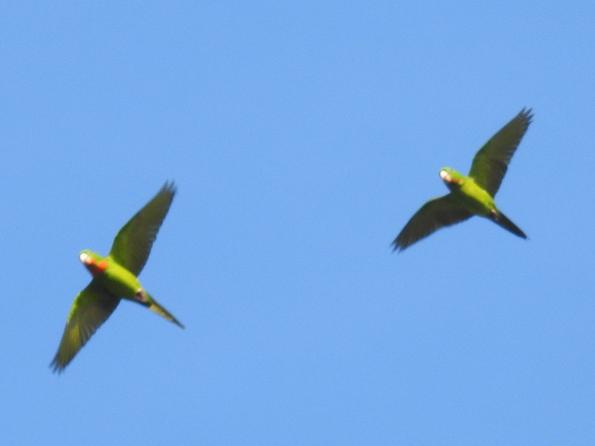 Green Parakeet (Red-throated) - ML63007781