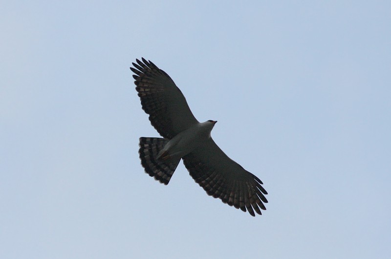 Black-and-white Hawk-Eagle - ML63008421