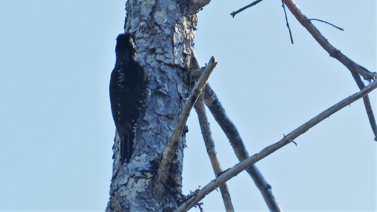 American Three-toed Woodpecker - ML63009181