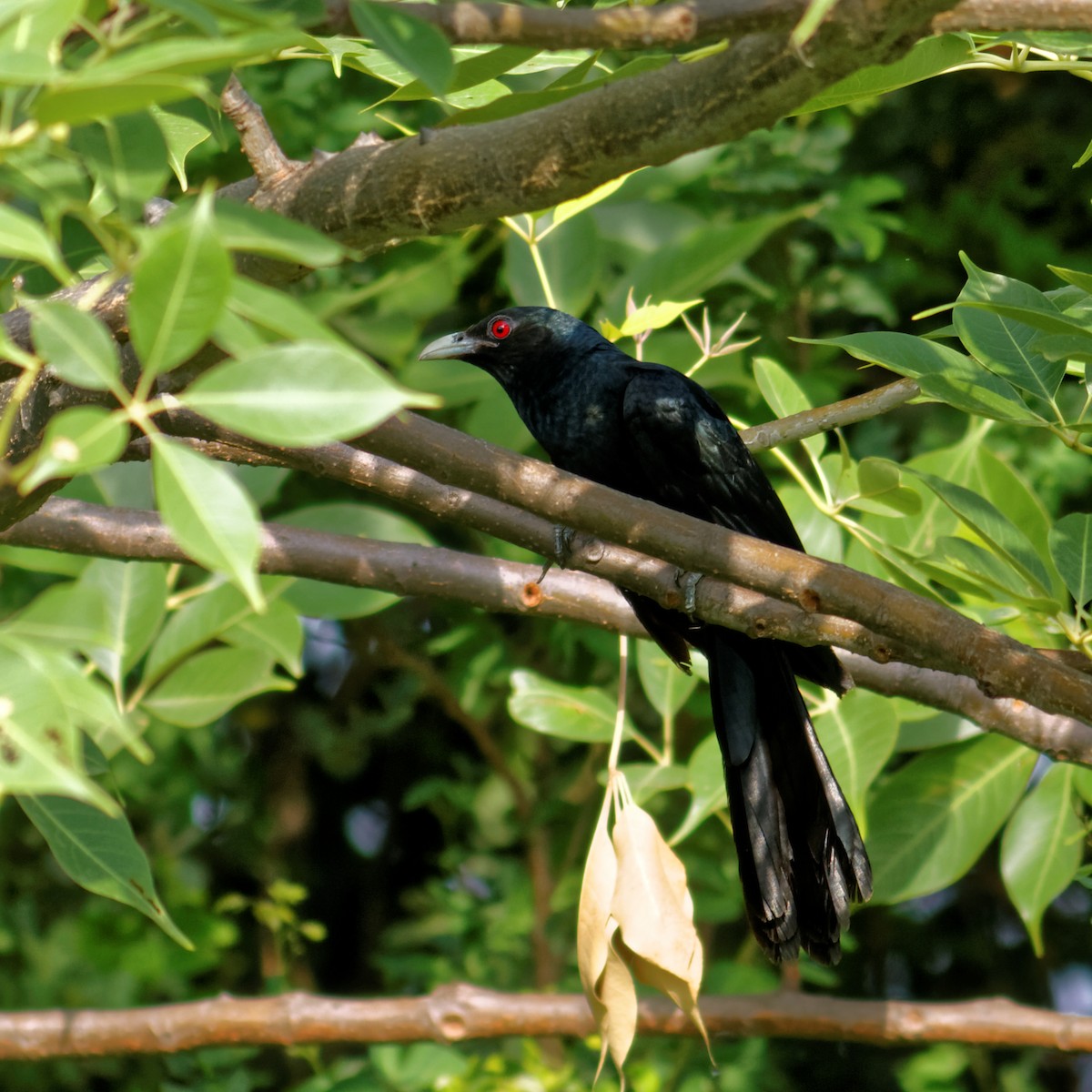Asian Koel - Able Lawrence