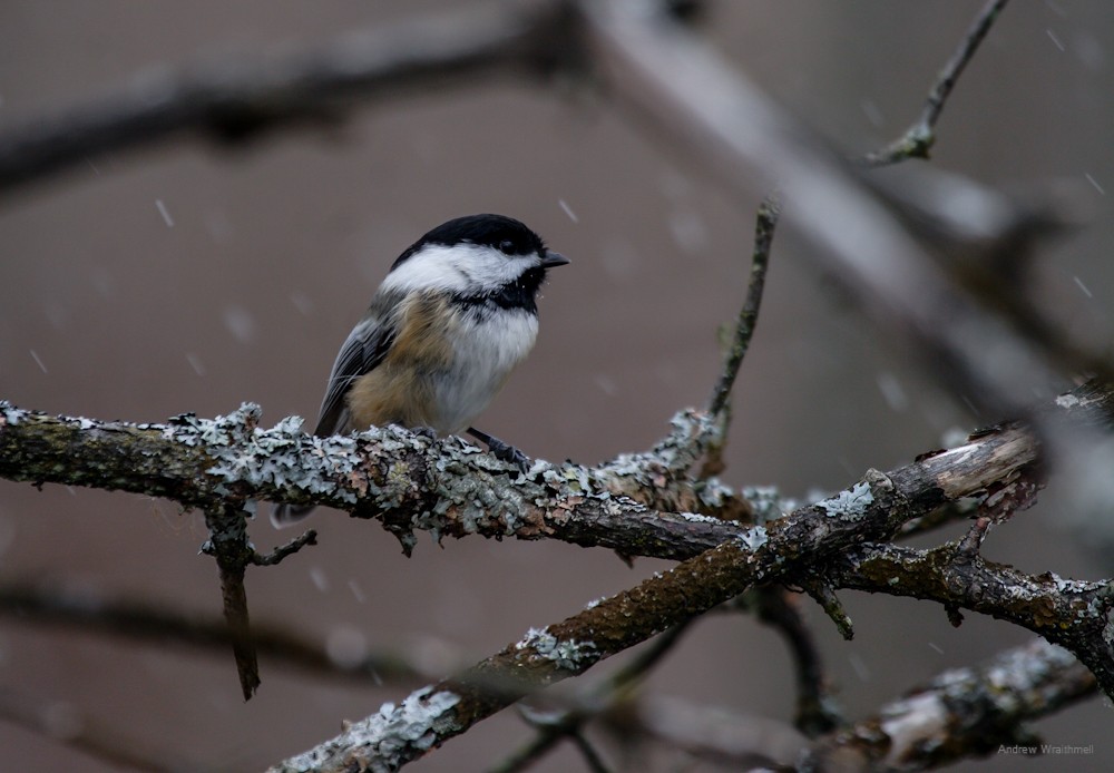 Black-capped Chickadee - Andy Wraithmell