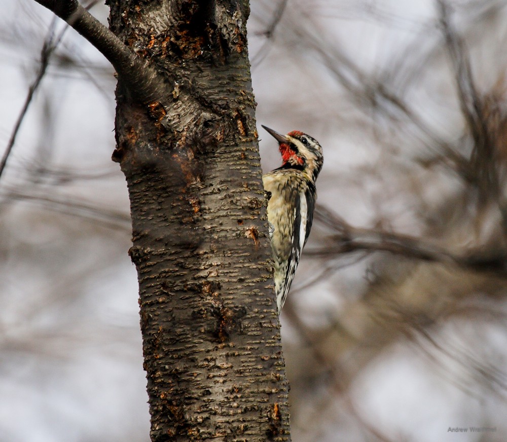 Yellow-bellied Sapsucker - Andy Wraithmell