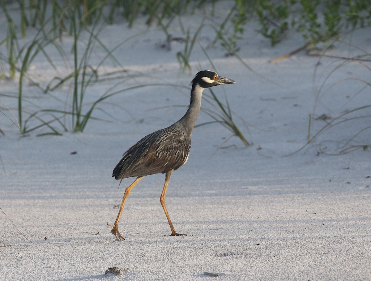 Yellow-crowned Night Heron - Bruce  Purdy