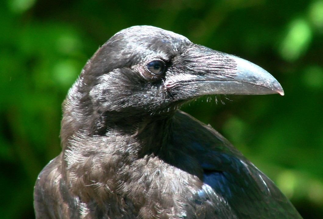 Common Raven - ML63011121