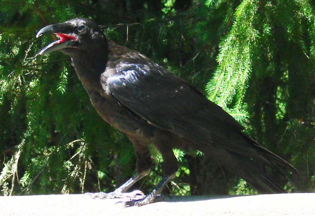 Common Raven - ML63011141