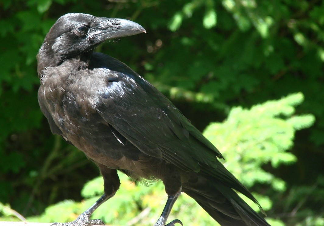 Common Raven - Mark Vernon