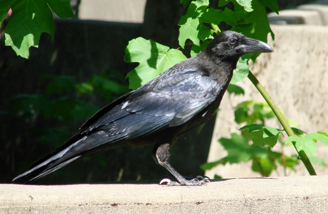 Common Raven - Mark Vernon