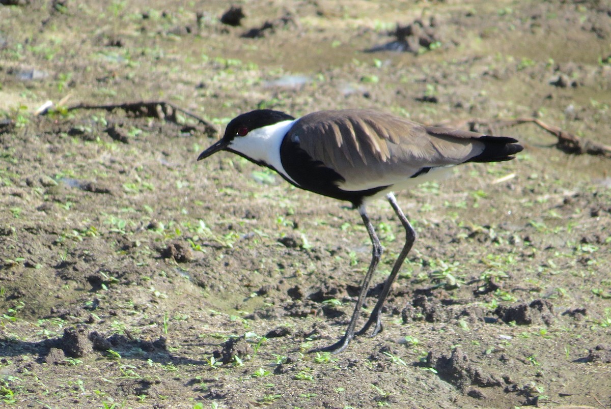 Spur-winged Lapwing - Adam Dudley