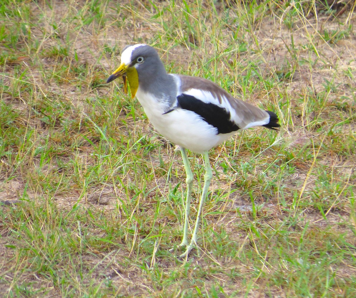 White-crowned Lapwing - Adam Dudley