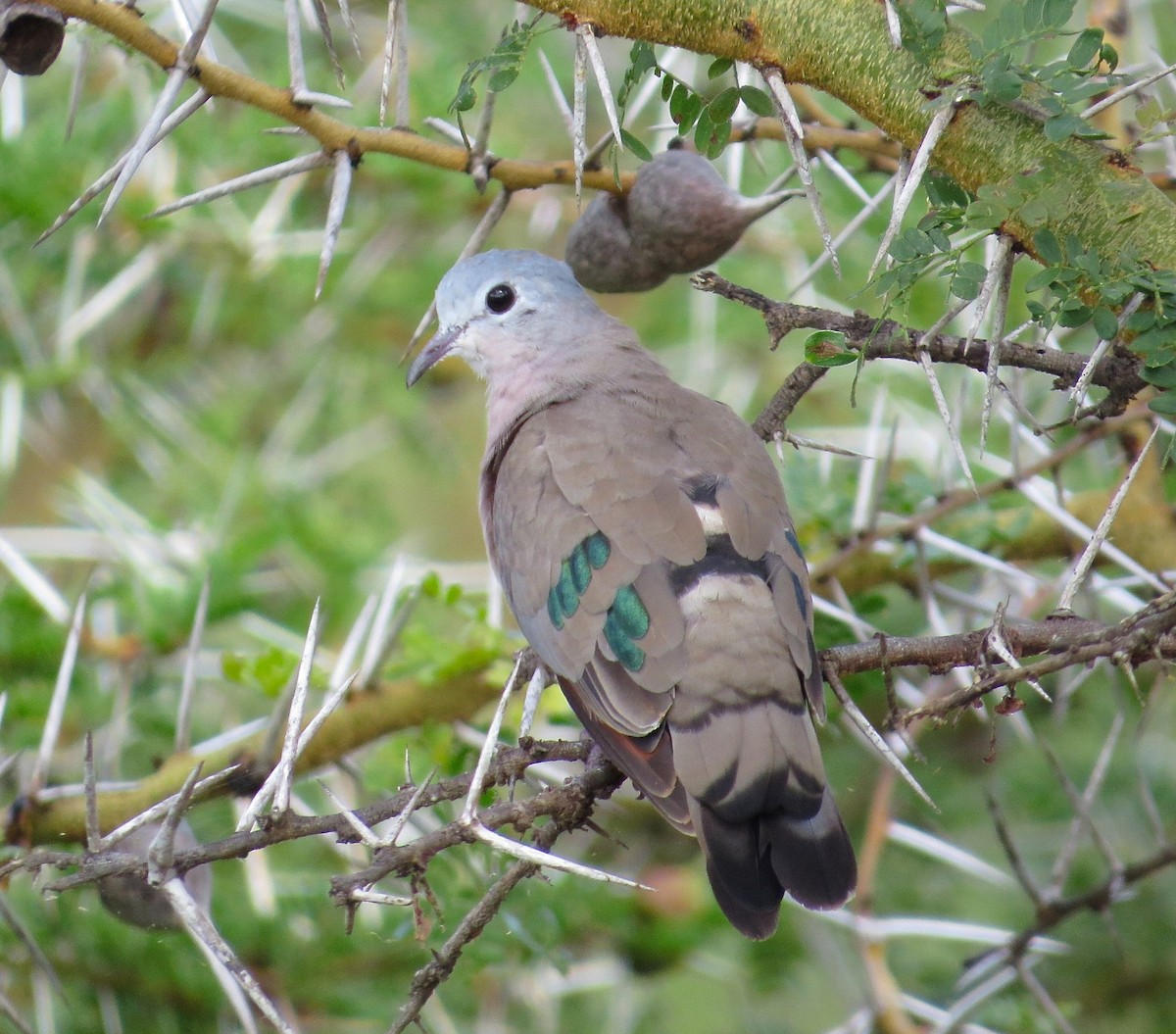 Emerald-spotted Wood-Dove - Adam Dudley