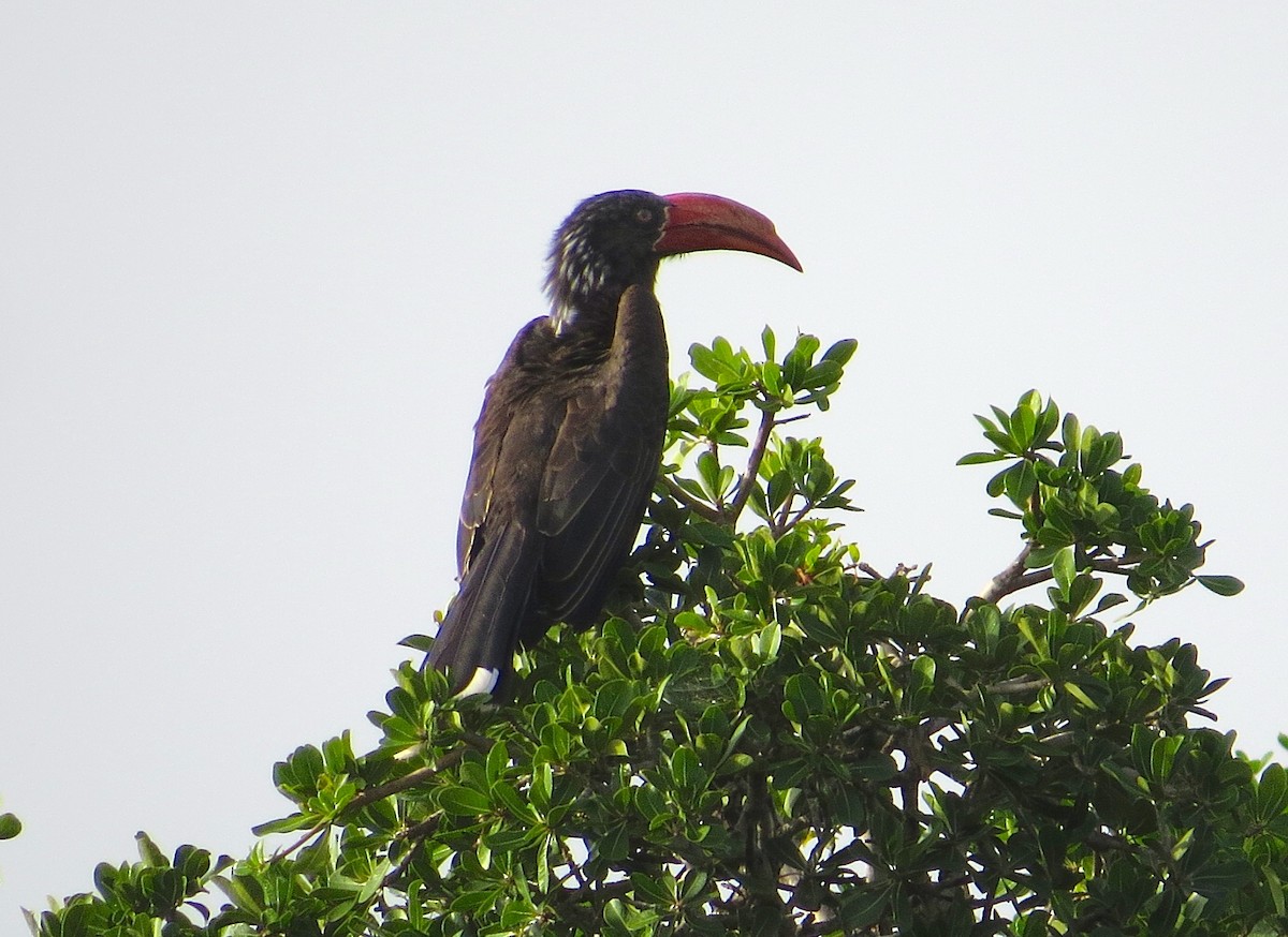 Crowned Hornbill - Adam Dudley