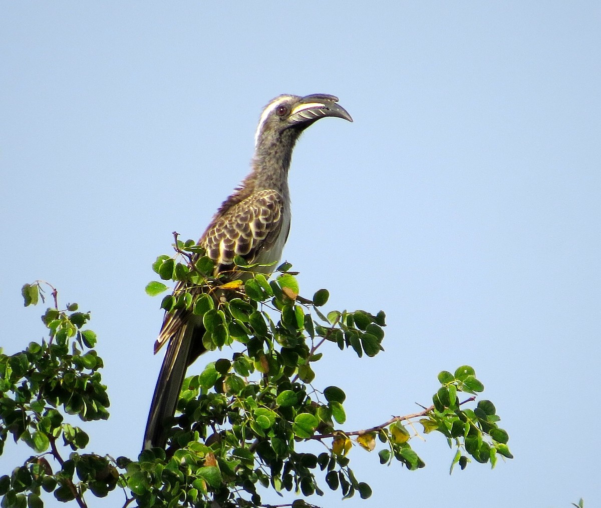 African Gray Hornbill - ML63011641