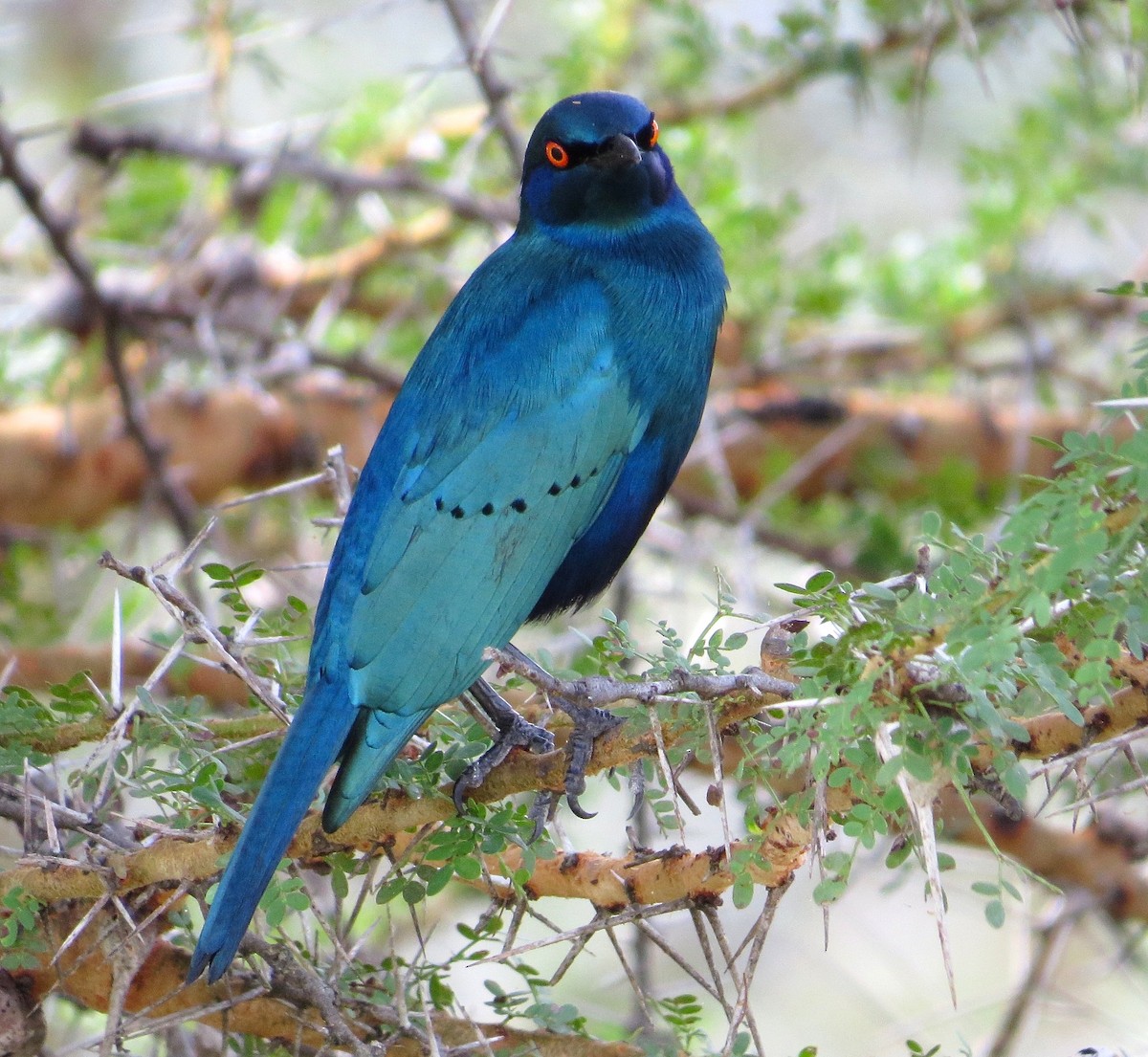Greater Blue-eared Starling - ML63011721
