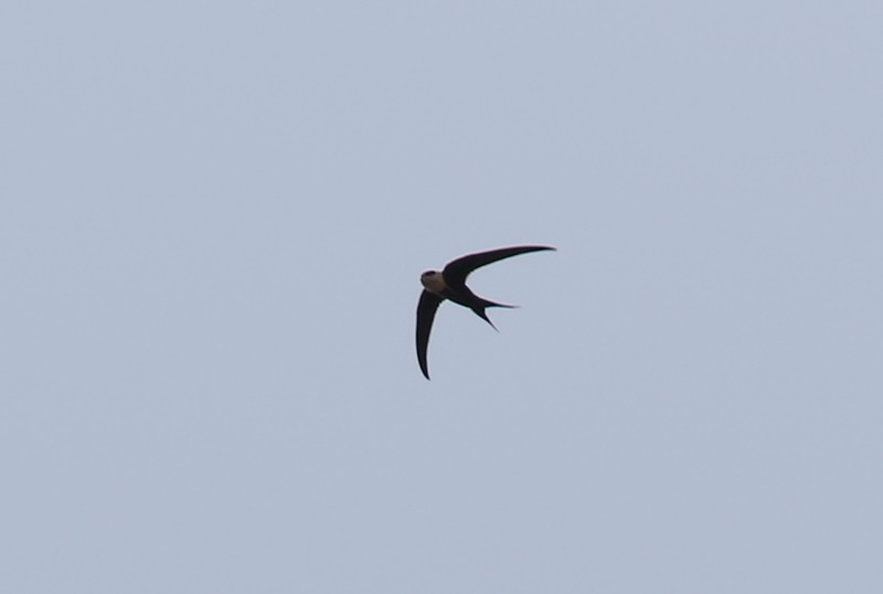 Great Swallow-tailed Swift - Amy McAndrews