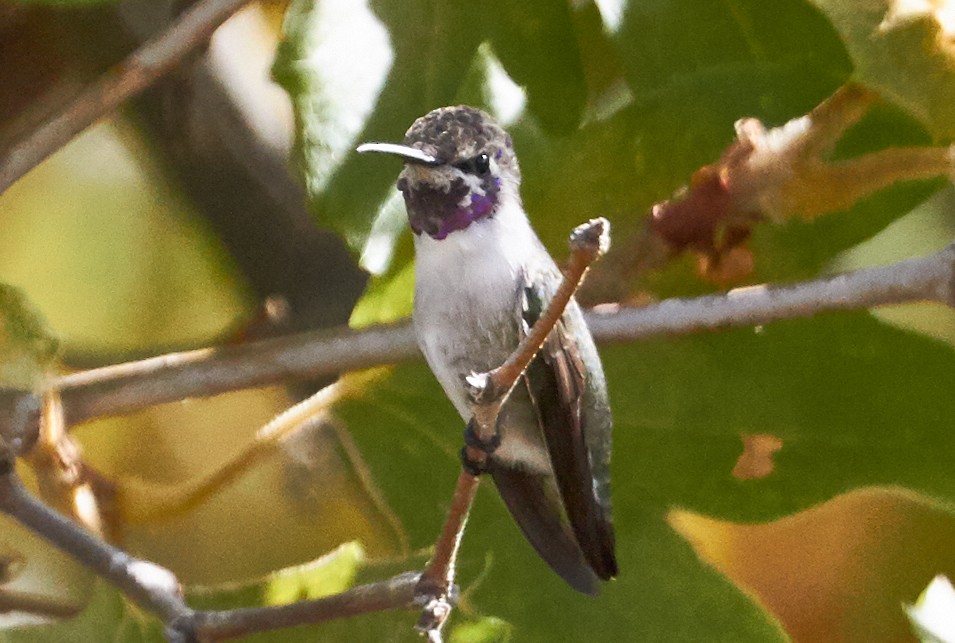 Costa's Hummingbird - ML63012581