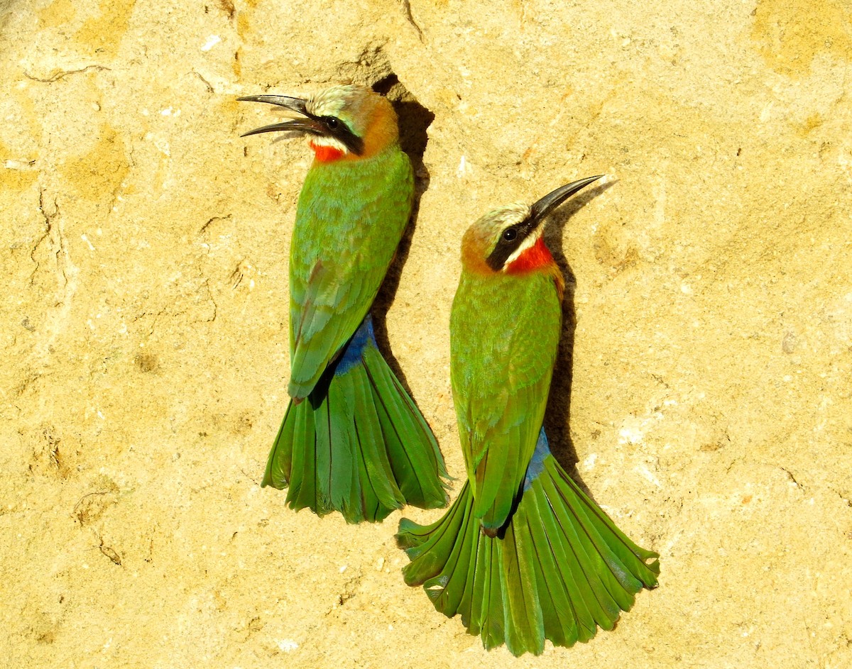 White-fronted Bee-eater - Adam Dudley