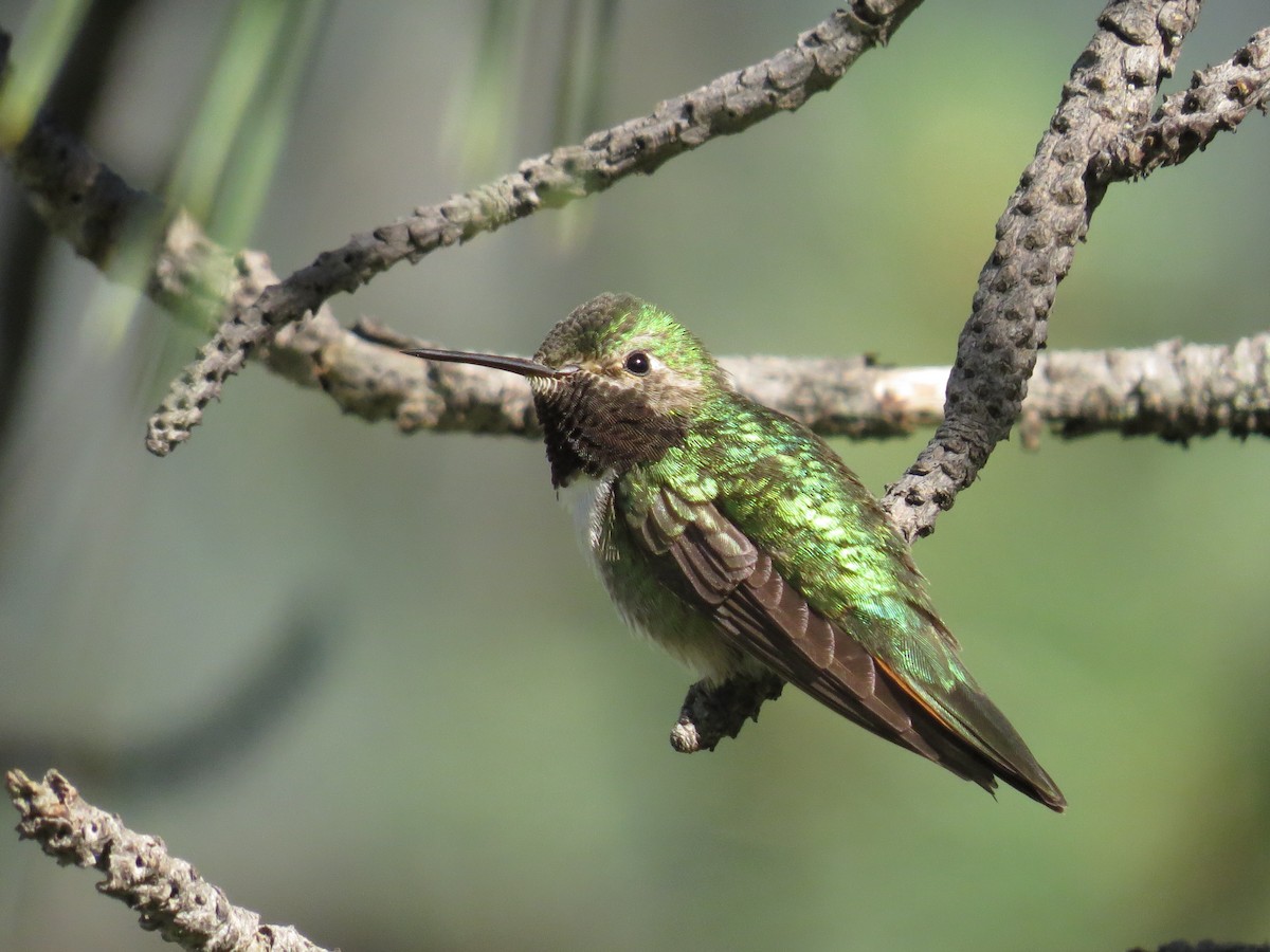 Broad-tailed Hummingbird - Ian Hearn