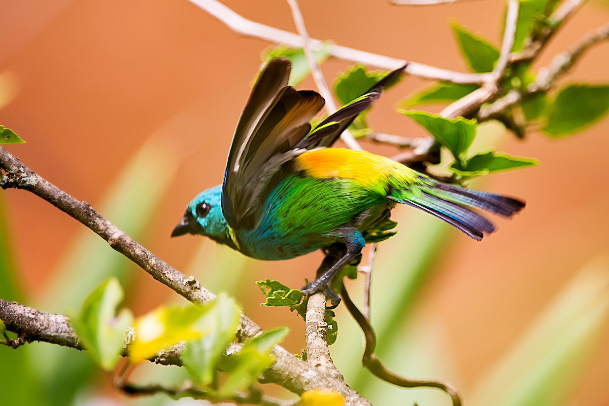 Green-headed Tanager - ML63014481
