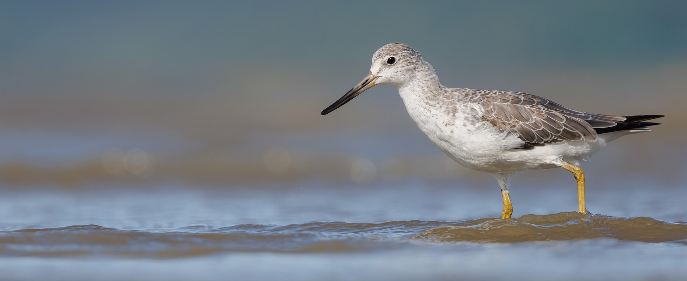 Nordmann's Greenshank
