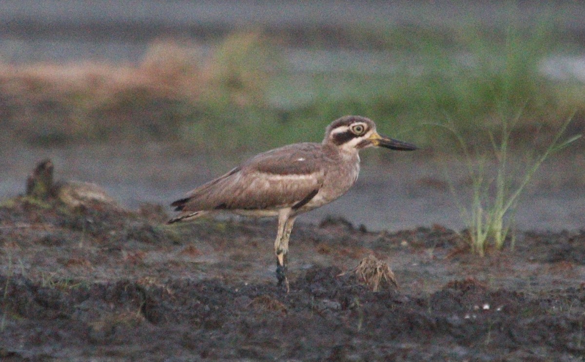 Great Thick-knee - Abhijith surendran