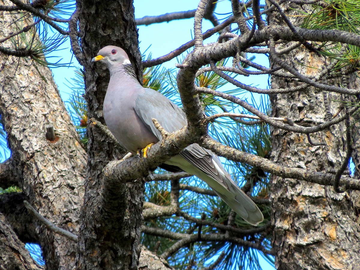 Band-tailed Pigeon (Northern) - Ted Floyd