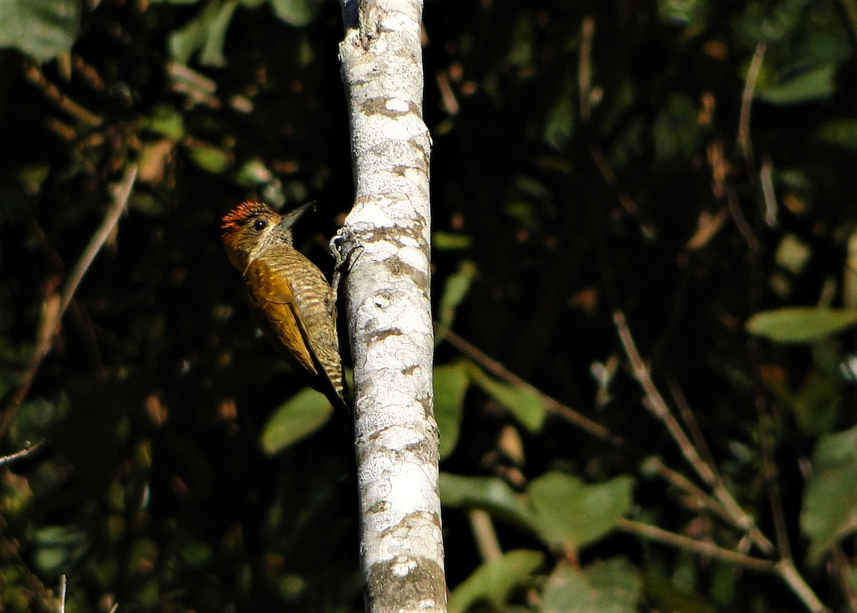 Yellow-eared Woodpecker - Carlos Otávio Gussoni