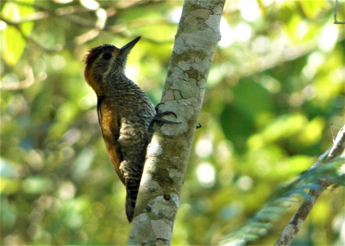Yellow-eared Woodpecker - ML63017711