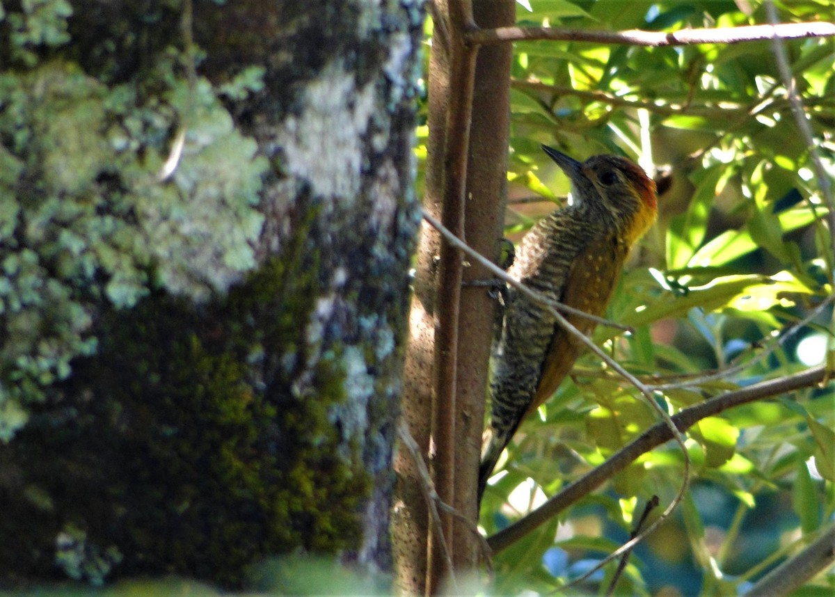 Yellow-eared Woodpecker - ML63017721