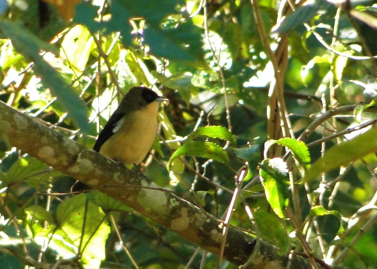 Black-goggled Tanager - ML63017741