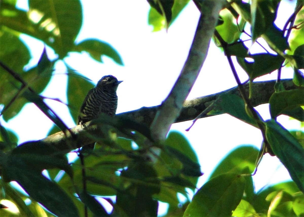 White-barred Piculet - ML63017751
