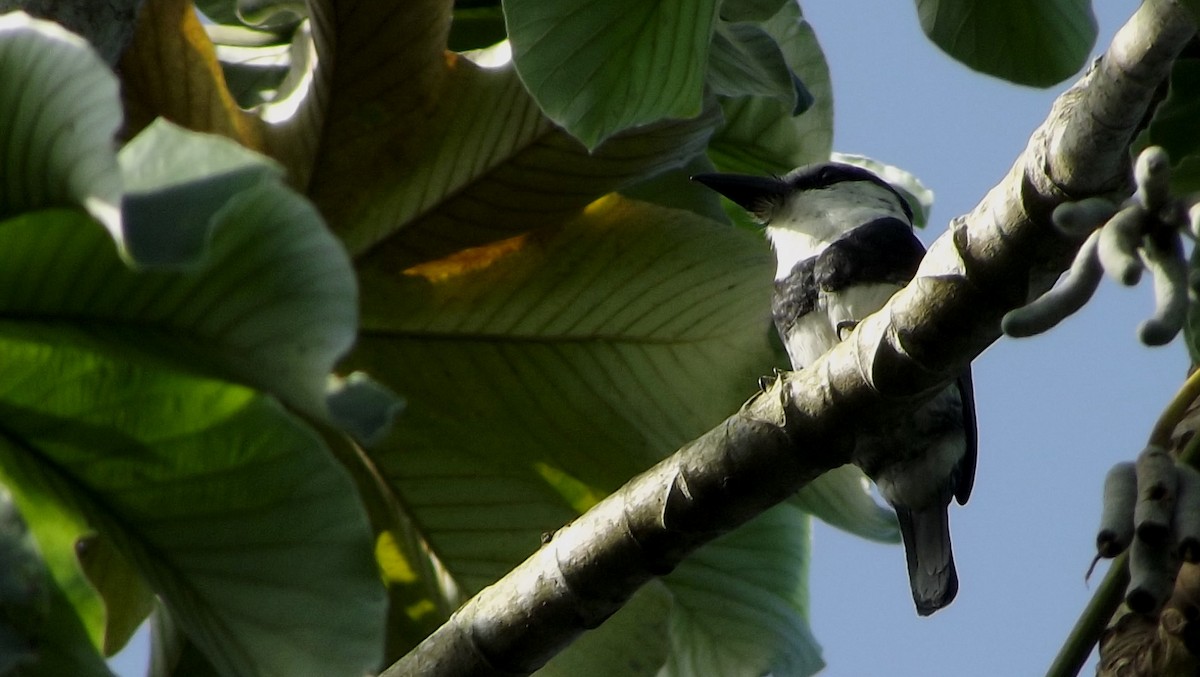 White-necked Puffbird - ML63020361