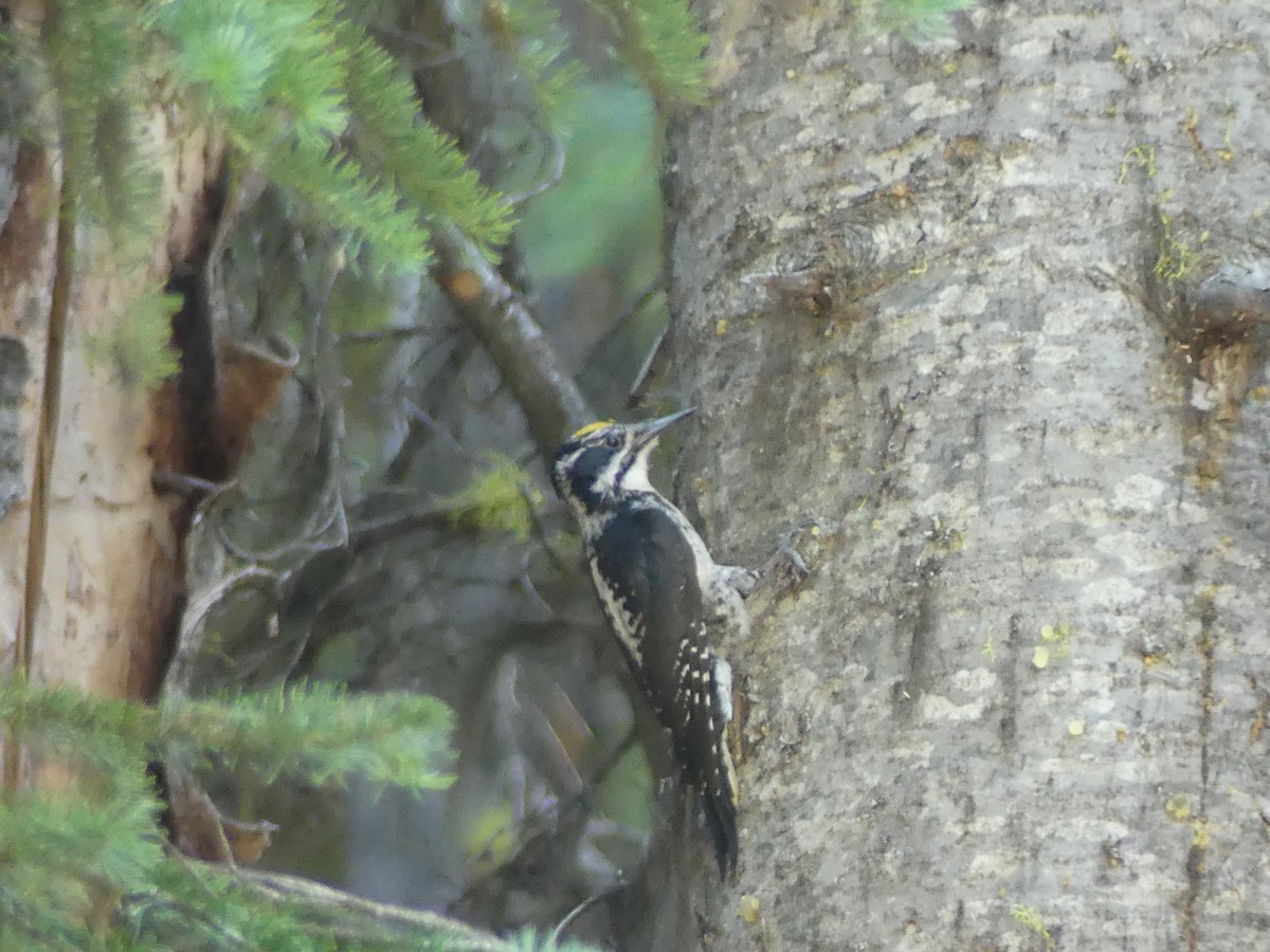 American Three-toed Woodpecker - Nolan Clements