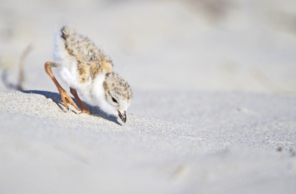 Piping Plover - ML63023381