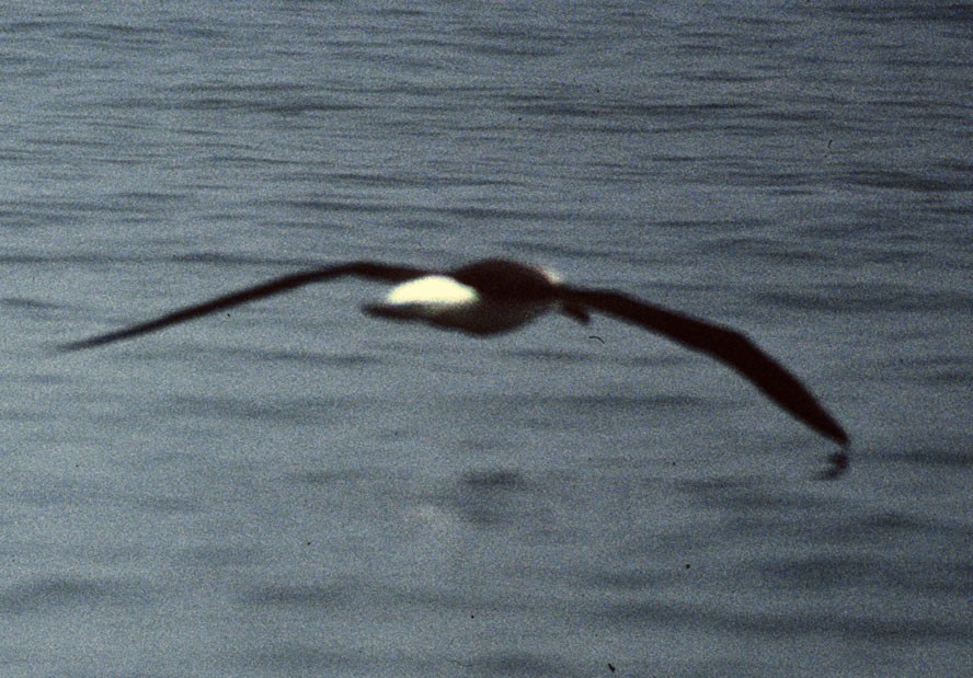 Black-browed Albatross - Don Roberson