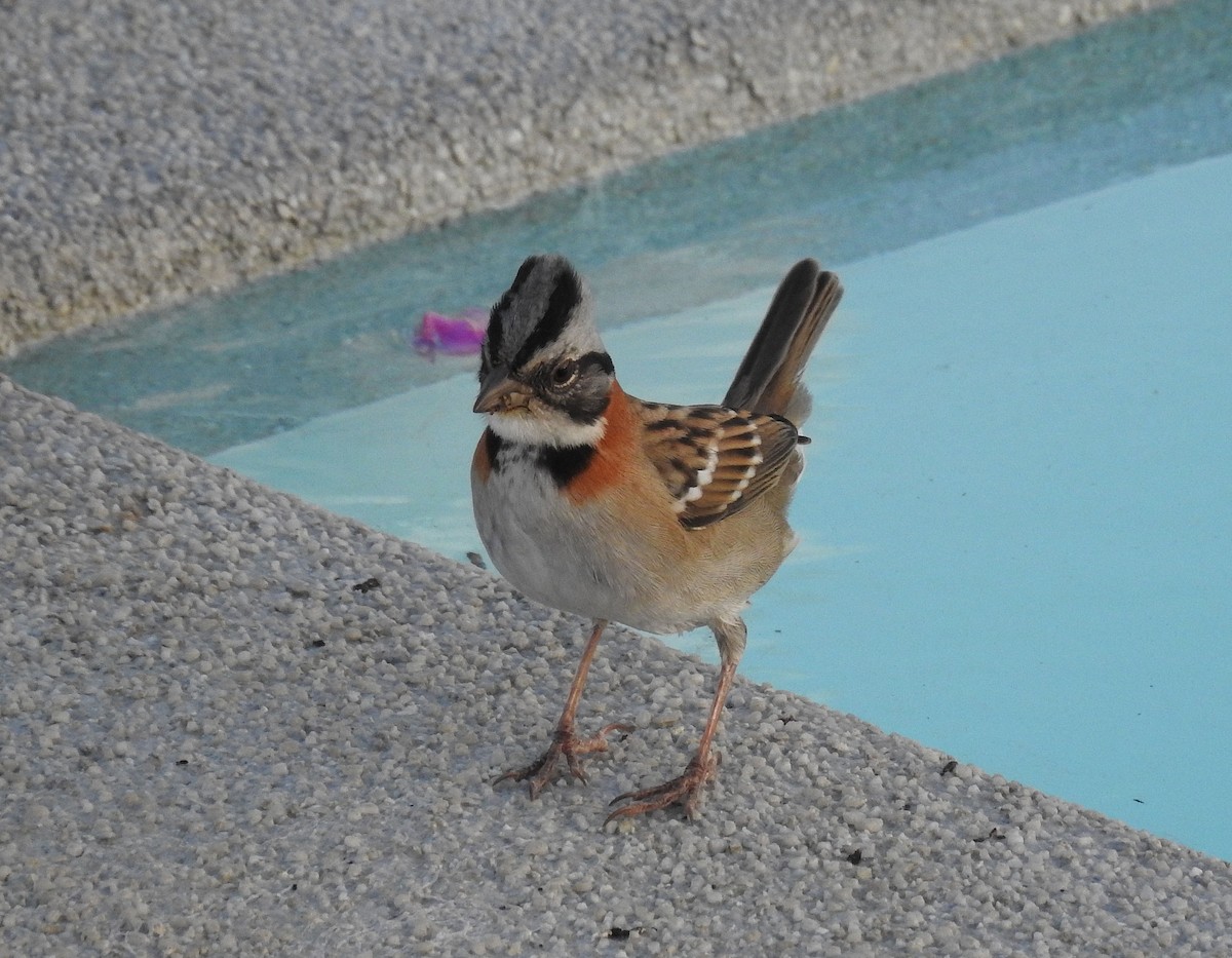 Rufous-collared Sparrow - Teresa Cohen