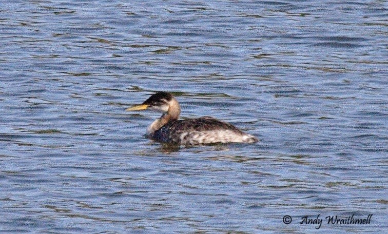 Red-necked Grebe - Andy Wraithmell