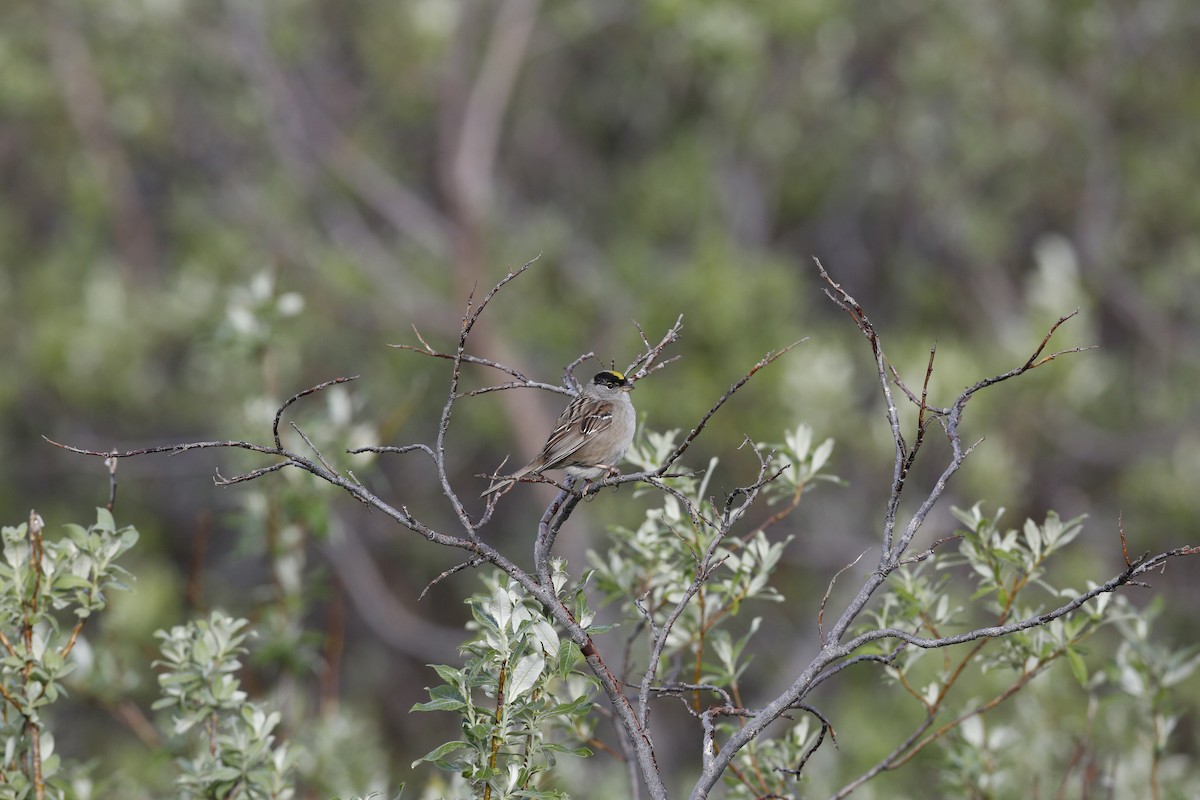 Golden-crowned Sparrow - Laura Keene