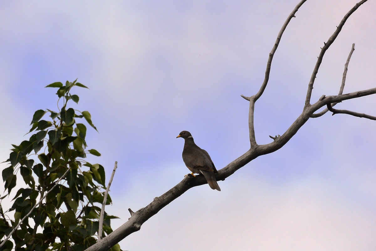 Band-tailed Pigeon - ML63027541