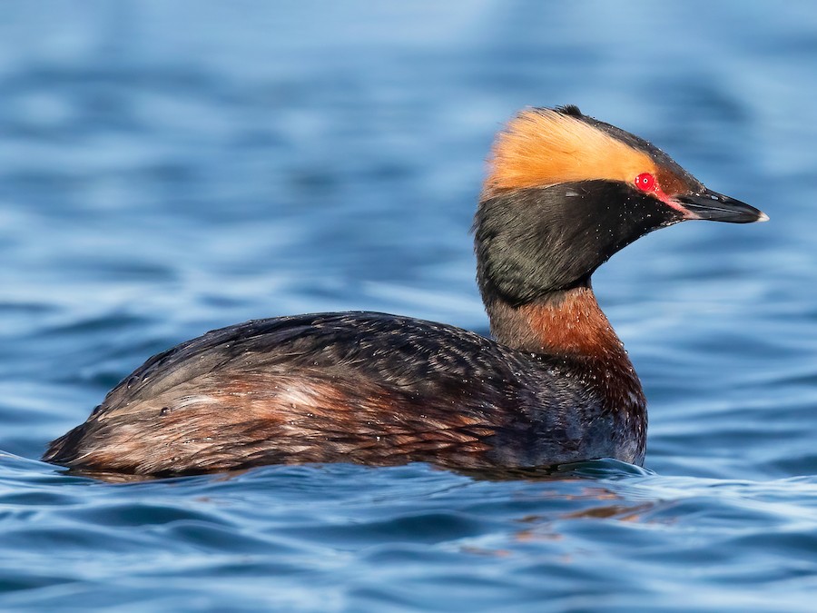 Horned Grebe