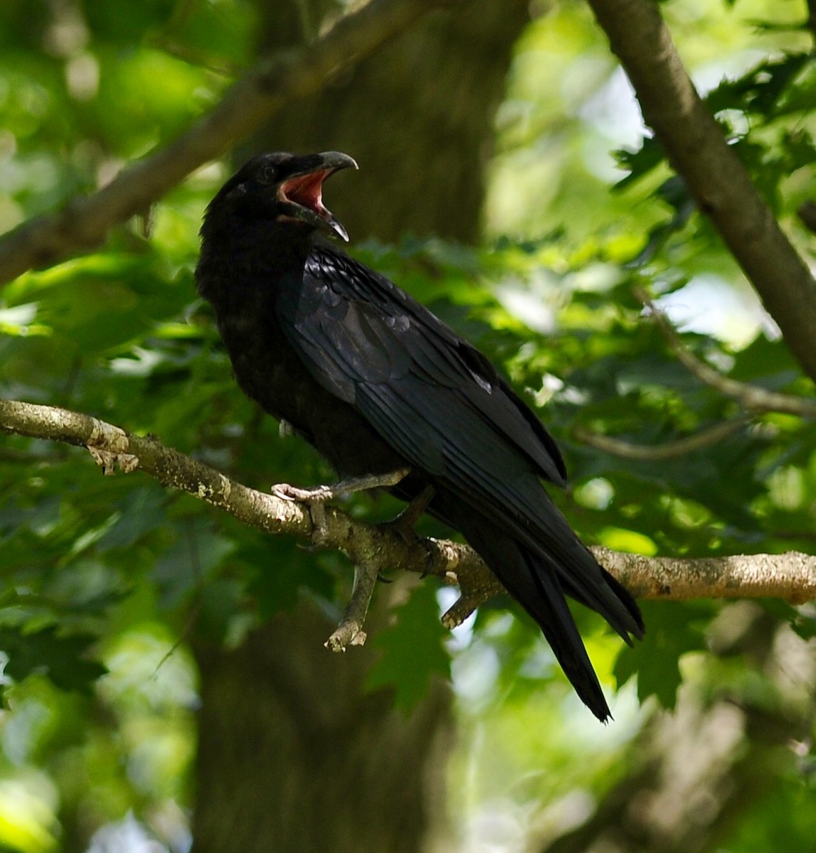 Common Raven - ML63028101