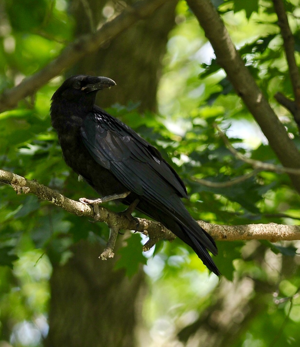Common Raven - ML63028111