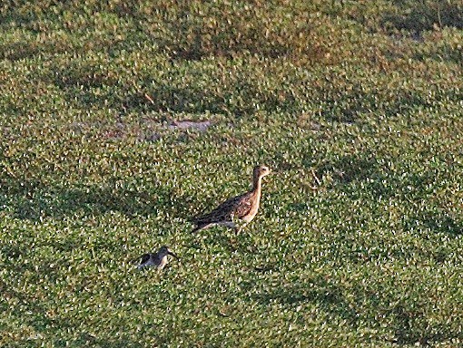 Upland Sandpiper - Andy Wraithmell