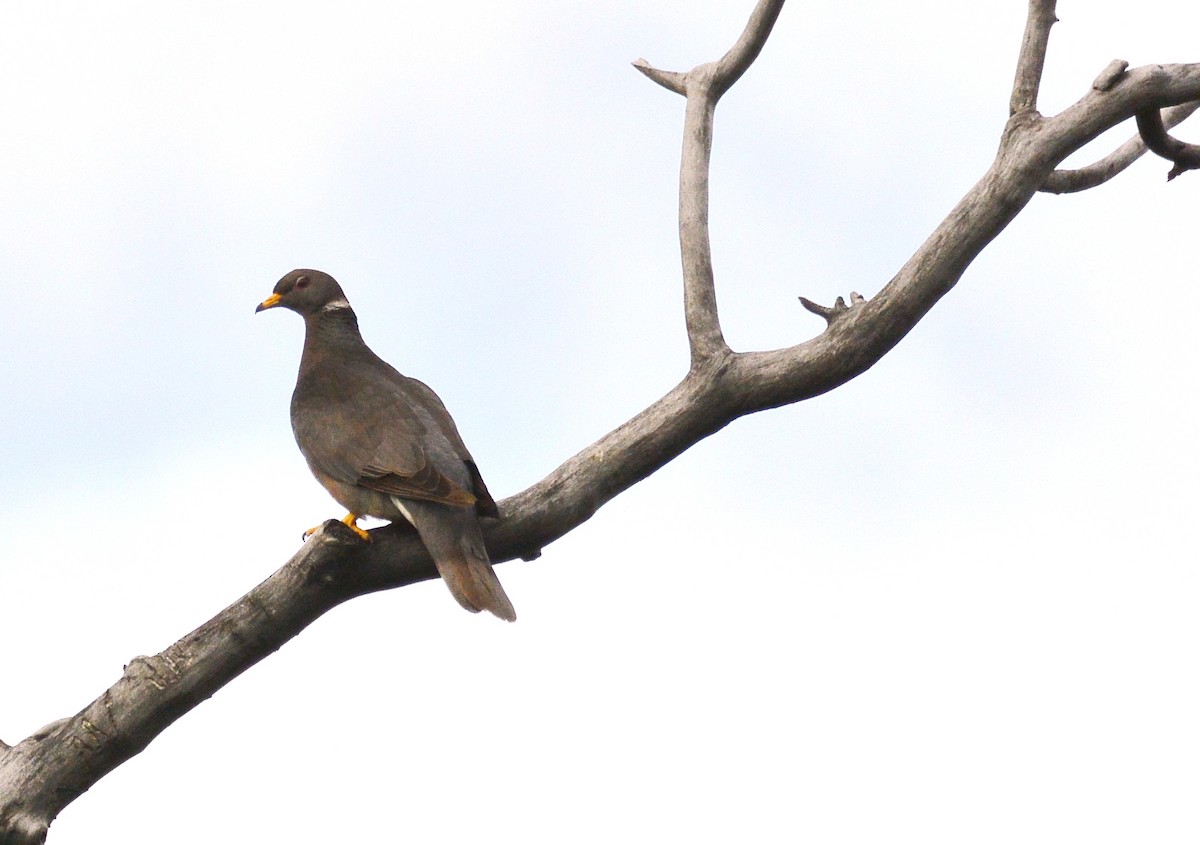 Band-tailed Pigeon - ML63031751